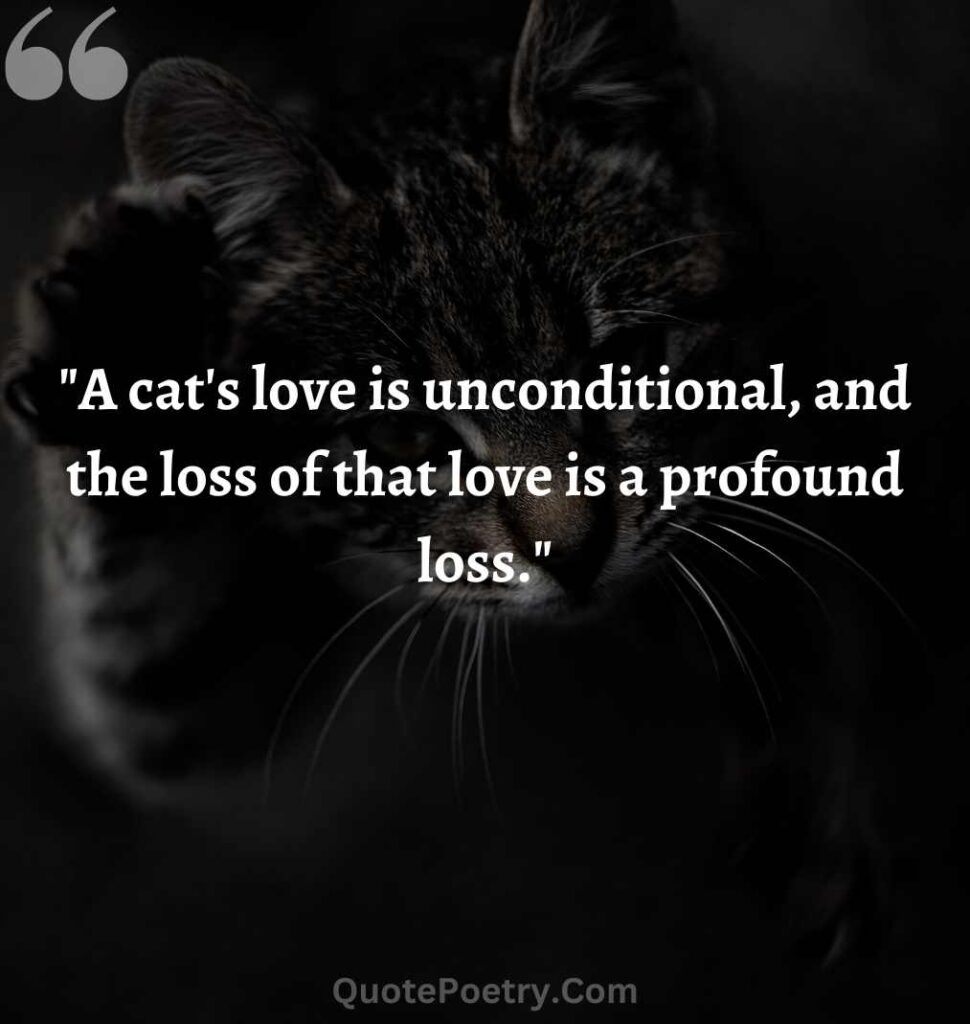 a cat love is  unconditional