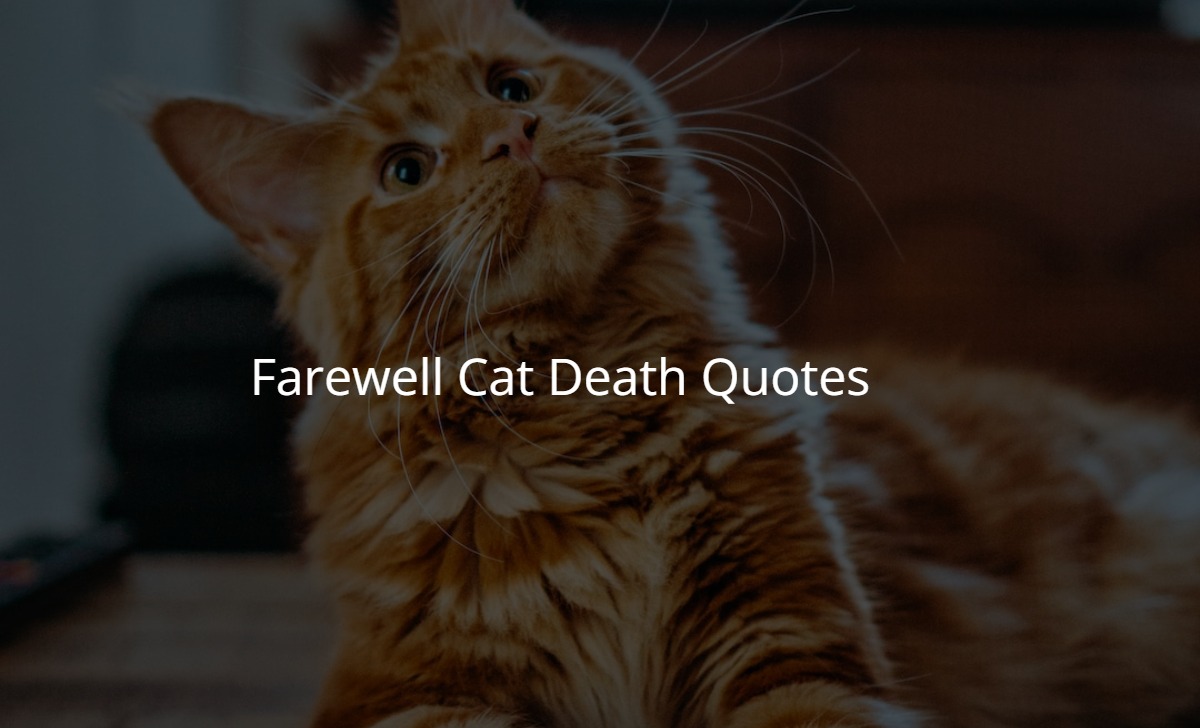 Farewell Cat Death Quotes